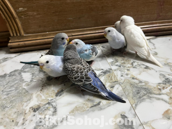 বাজারিগার পাখি